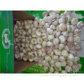 Normal Garlic Fresh New Crop